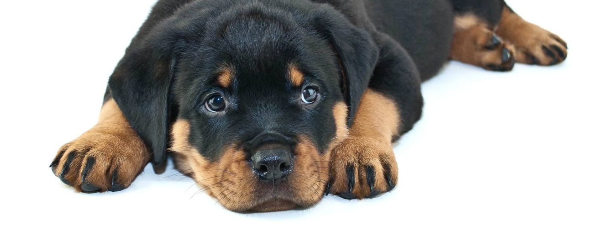 How do rottweilers think?