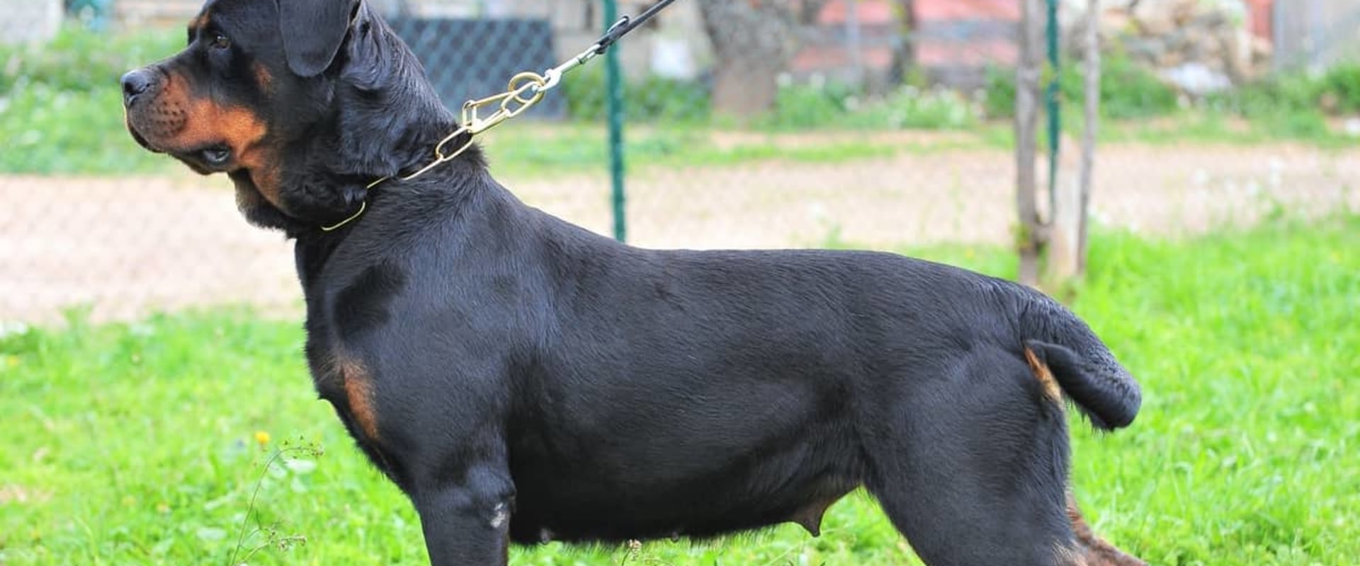 Why rottweiler tail is cut?