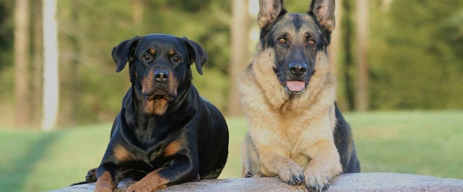 Which rottweiler breed is best?