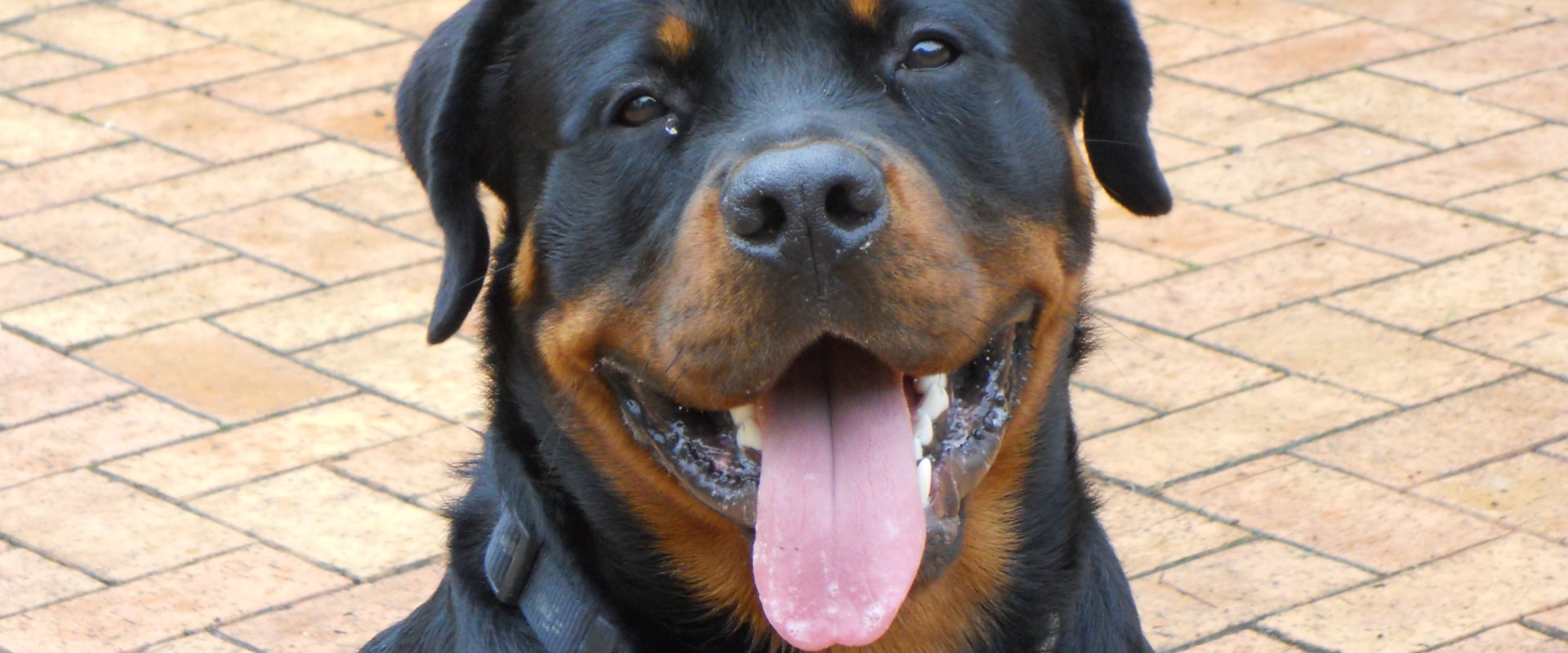 Are rottweilers aggressive?