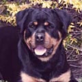 What foods are toxic to rottweilers?