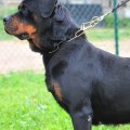 Why rottweiler tail is cut?