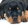 Rottweiler what to know?