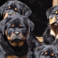 Where is rottweiler puppies home located?