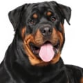 What dog is related to rottweiler?