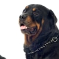 Are rottweiler good with cats?