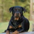 What two dogs make a rottweiler?