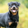 Where is rottweiler dog from?