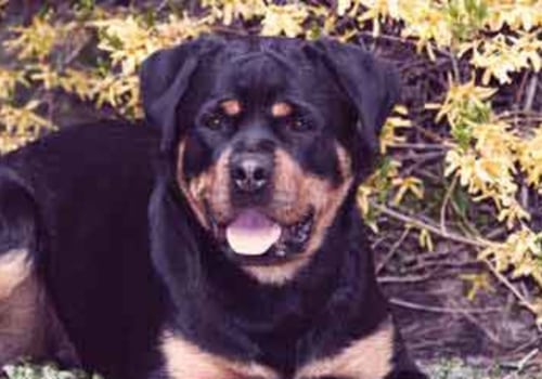 What foods are toxic to rottweilers?