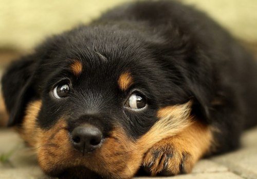 Do rottweilers bite their owners?