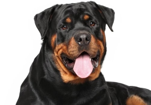 Why is rottweiler so popular?